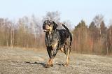 CATAHOULA 031